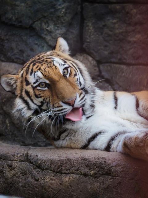 Тигра из Приморья отправили в Московский зоопарк